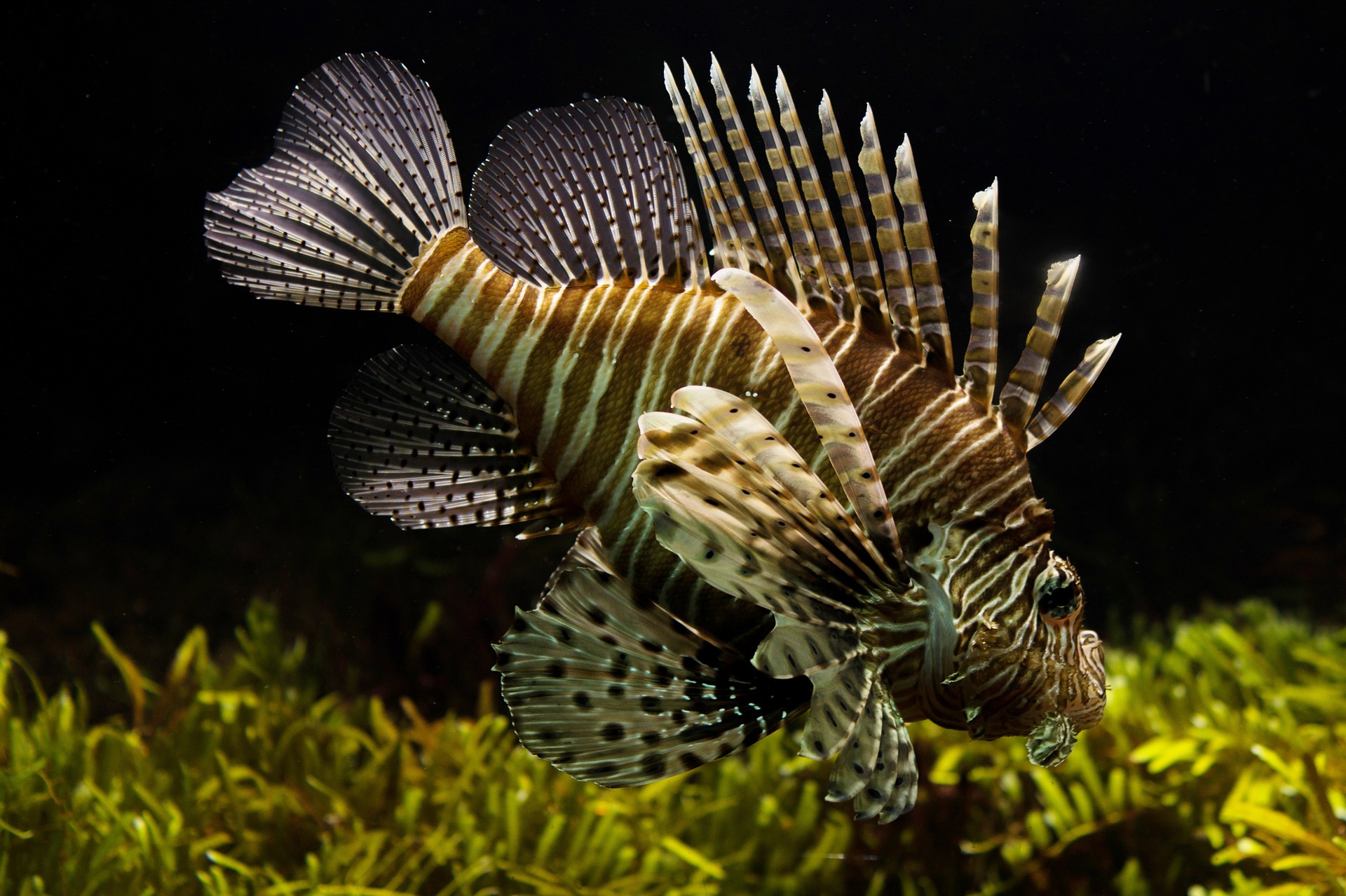 Lionfish HiTide Boat Lifts