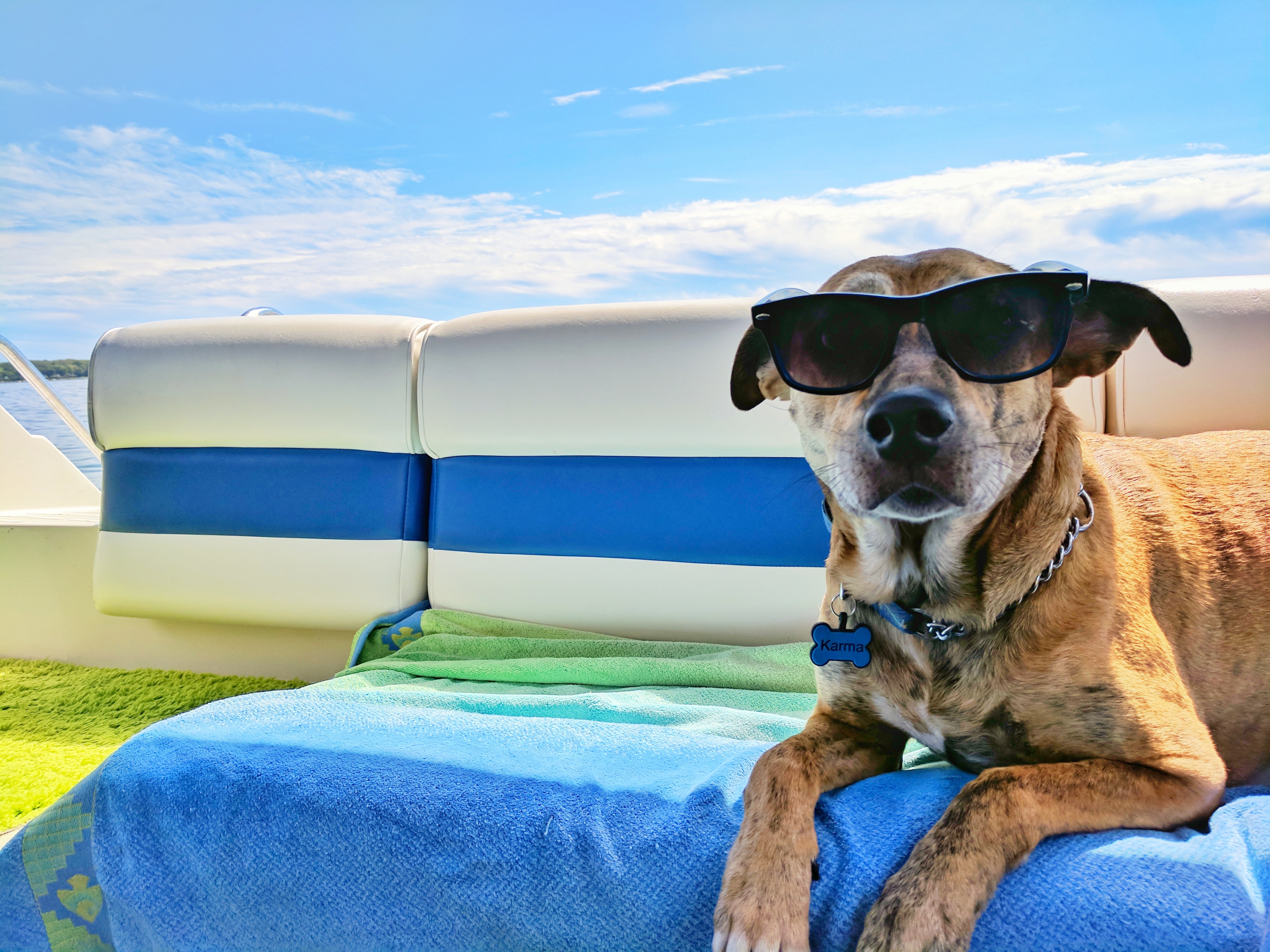 boating with dogs